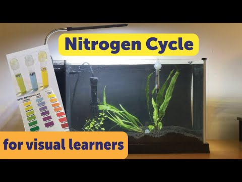 Cycling a New Aquarium (Nitrogen Cycle Demonstration)