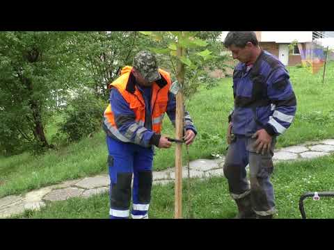 Noi plantări de copaci pe străzile Zambilelor și Batiz din municipiul Hunedoara