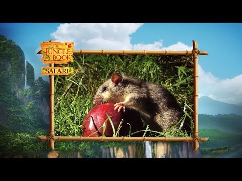 The Jungle Book Safari - Episode 26 -  Food