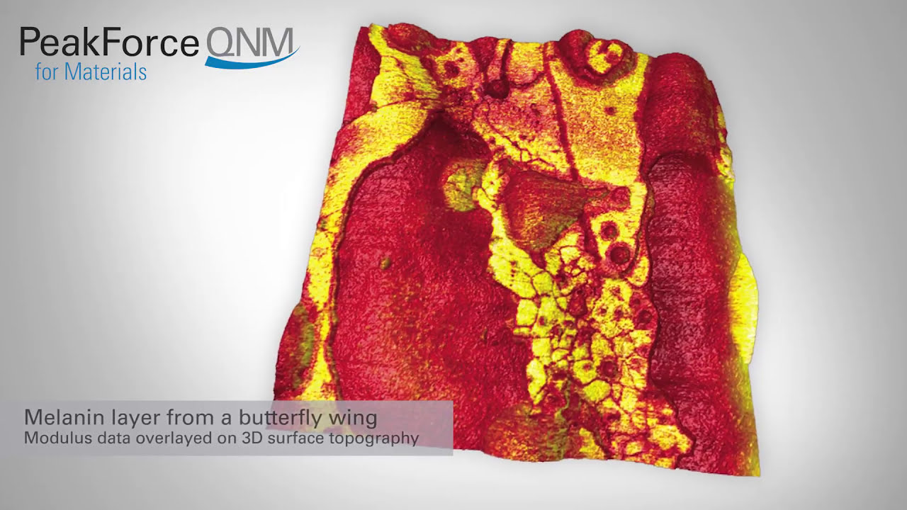 AFM | PeakForce QNM: Quantitative Nanomechanical Mapping and Highest Resolution Imaging HD | Bruker
