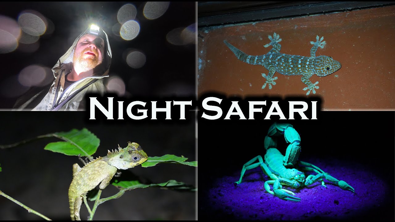 Experience the thrill of a Night Safari in Khao Sok through this captivating video.