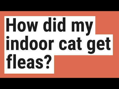 How did my indoor cat get fleas?