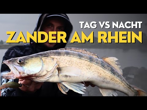 SO FÄNGST DU ZANDER! - Zanderangeln am Rhein 🔴
