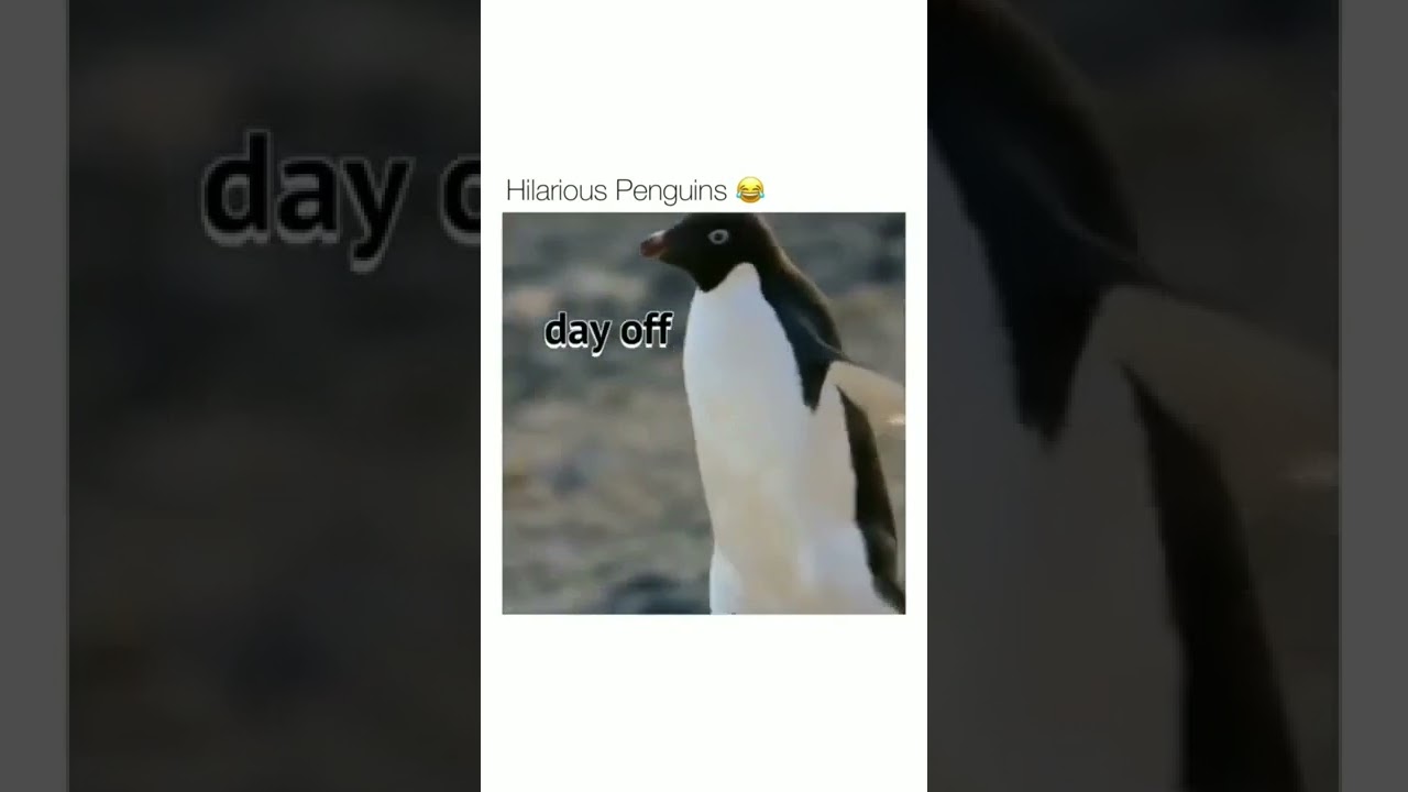 God dammit Timmy ! #shorts