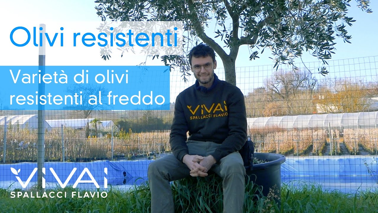 OLIVI RESISTENTI AL FREDDO: le varietà