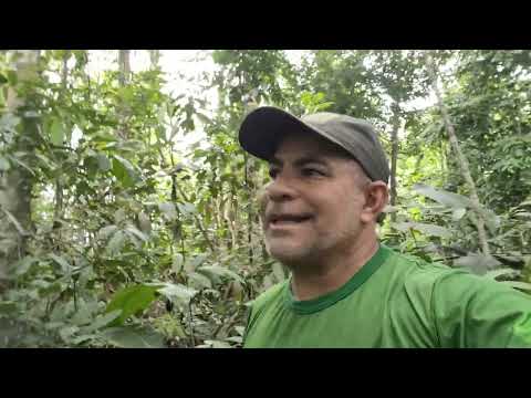 SELVA , PESCA E AVENTURA NO BAIXO RIO - RIO PRETO DA EVA-AM