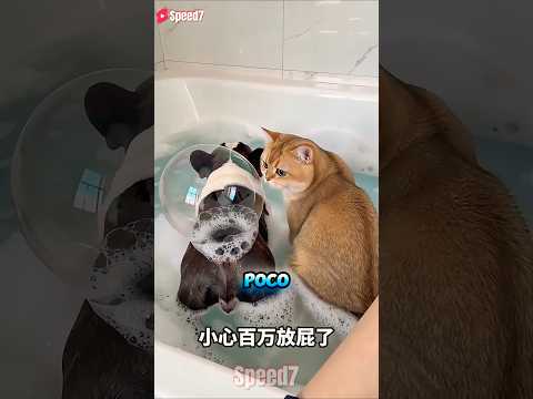 De Dónde Vino Ese Sonido 😱🫧