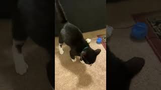 Bicolor Cats Videos