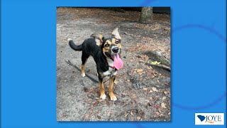 Meet Our Pet of the Week!