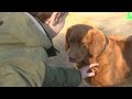 Honden helpen kinderen in Jabeek