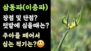 삼동파(이층파)???? 장단점? 주아채취 하여 심는 적기는?