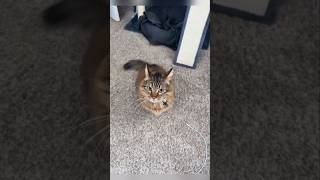 #cat #cute #catvideo #cutecat #funnyvideo #funny