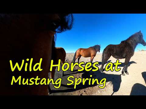 5 Beautifull Mustangs Drink in the Desert Nevada Wild Horses Million View Spring Do Good Feel Good
