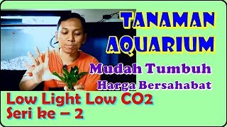 Tanaman Aquarium Mudah Tumbuh, Murah dan Indah - Bagian 2