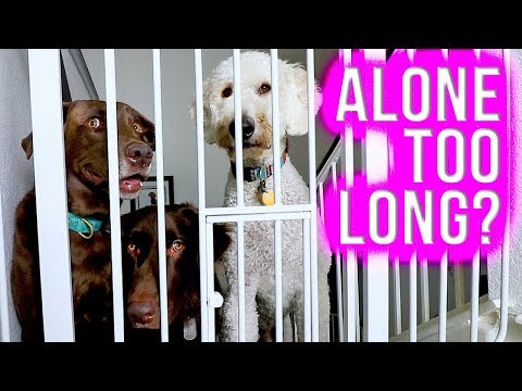 YouTube video about: How long is 8 hours for a dog?