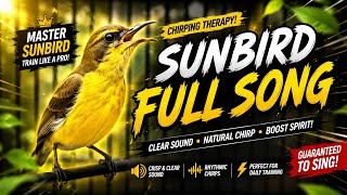 Download lagu Gacor sogon bird lure | variative filling for small bird masteran mp3 Download lagu Gacor sogon bird lure | variative filling for small bird masteran mp3