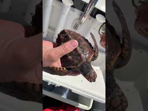 Rilascio in mare di una baby tartaruga - parte 1