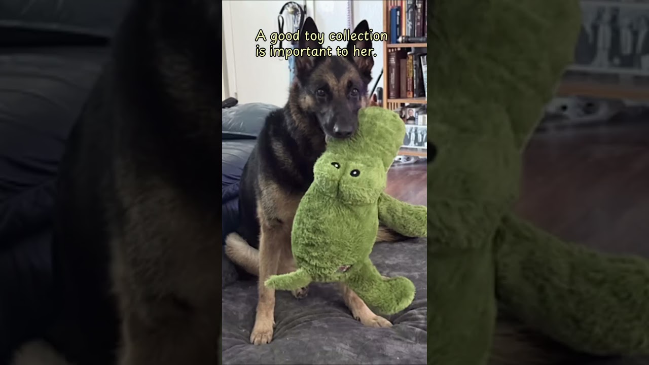 Enlarge Luna, a Adopted German Shepherd Dog in Georgetown, TX video 6/6