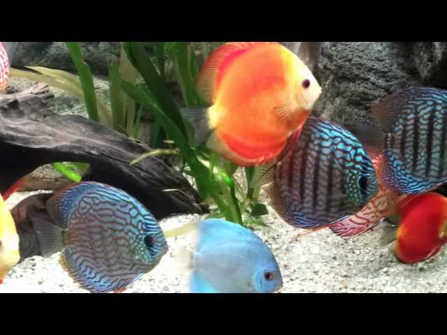 Discus fish tank 900L - HD