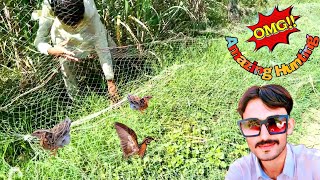 OMG 😱 Amazing vedio of quail hunting in Pakistan/Zubairkhanofficial