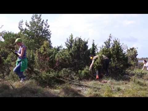 Kadakatalgud Saaremaal 2