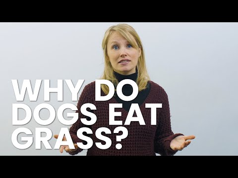3 Reasons Why Your Dog Eats Grass