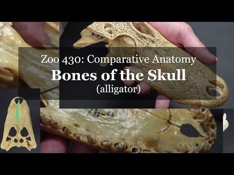 Osteology: Bones of the Skull (alligator)