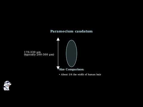 Paramecium Cell Definition, Characteristics, Classification, Movement, Diagram. - Video