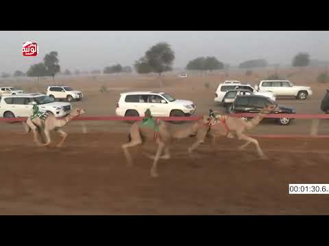 الشوط 12 (شاهين) لـ عباس معيتيق 2.14 ، شارة الصندوق 2025/06/22 فطامين السوان