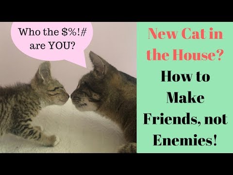 My Cat HATES my New Kitten - Help? How to Introduce Cats!