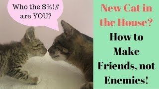 My Cat HATES my New Kitten - Help? How to Introduce Cats!