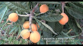 Loquat tree, fruit, seeds, planting, watering info