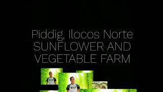 preview picture of video 'Sunflower & Vegetable Farm | Piddig, Ilocos Norte | Picture Perfect Place'