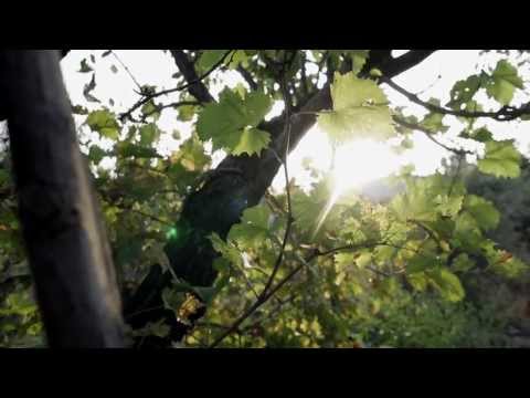 ganjafarm cru - lu contadino [OFFICIAL VIDEO]