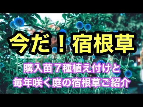 低木の剪定 春を迎えるために2月に庭で何をするか