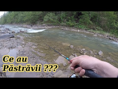 Primii pastravi pe raul Suceava dupa 6 ani !!!