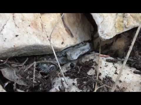 Poskok, Vipera ammodytes, Pag, Croatia