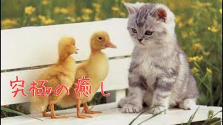 【癒し】疲れてる人へ、癒し動画
