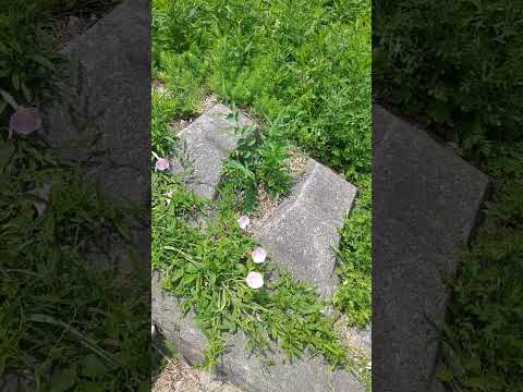 フェンスに美しさを加えるつる性の植物はどれですか?超装飾7種！  庭園