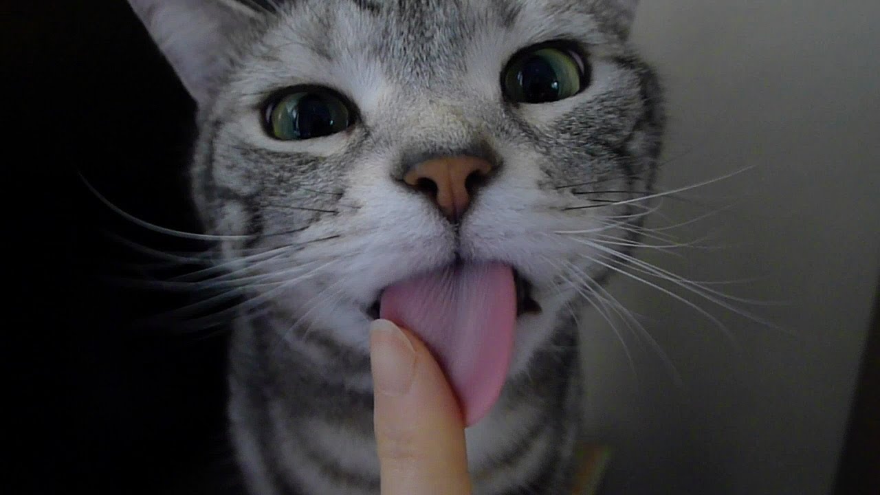 猫の可愛いペロペロ 2