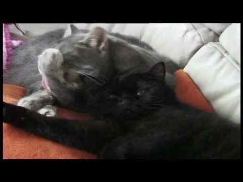 CATS in LOVE