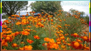 (Nature Only) 자연, 한국자연, Korea nature, flower, 꽃, 자연의소리, nature sound, 풍경, Korea landscape, 네이쳐
