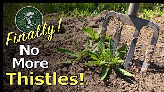 THISTLE: The Worst Weed In Your Garden! How To Get Rid Of It And ALL Its Invasive Roots!