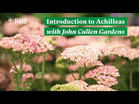 An introduction to Achilleas with John Cullen Gardens | The RHS