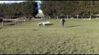 preview picture of video 'Pip on a small mob of lambs'