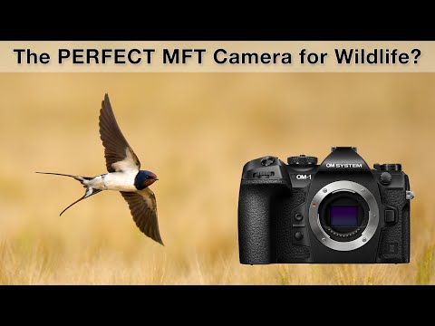 Review - OM-Systems OM-1 II and 150-400mm for bird photography