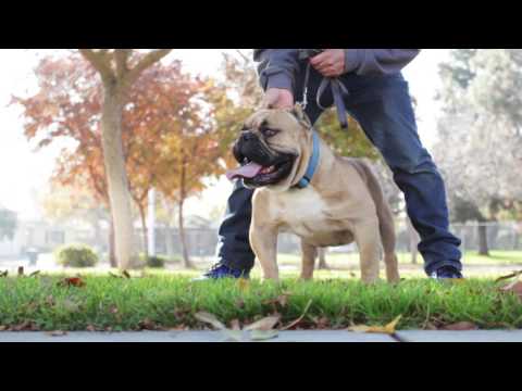 COMPACTBULLZ : MR MAGOO