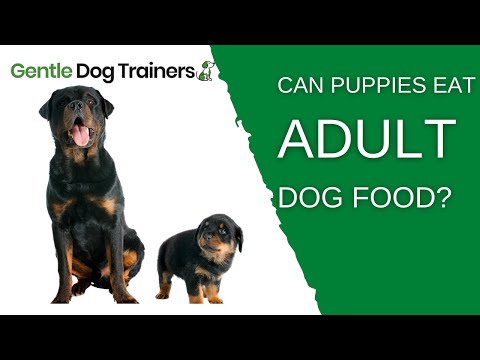 Can Puppies Eat Adult Dog Food? EVERYTHING you need to know!