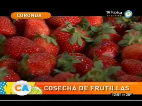 Frutillas: Un clásico de Coronda, Santa fé