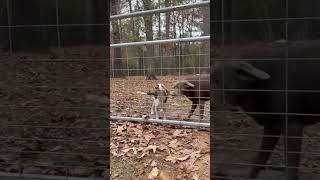 Video preview image #1 Beagle Puppy For Sale in Dunnellon, FL, USA